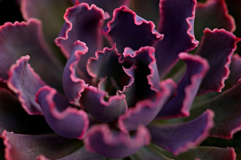 Succulents in tea tins